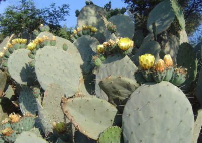 Vakantiehuis Villa Le Cactus huren Cote d'Azur Zuid Frankrijk